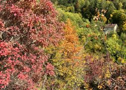 Die Perueckenstraeucher Im Jenaer Muehltal Herbst 2022 20