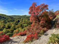 Die Perueckenstraeucher Im Jenaer Muehltal Herbst 2022 24