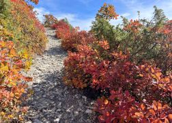 Die Perueckenstraeucher Im Jenaer Muehltal Herbst 2022 25