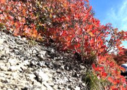 Die Perueckenstraeucher Im Jenaer Muehltal Herbst 2022 26