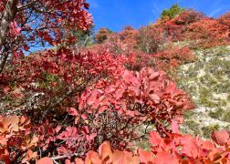 Die Perueckenstraeucher Im Jenaer Muehltal Herbst 2022 29