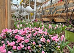 Fruehling In Der Goethe Galerie In Jena 2023 07