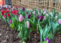 Fruehling In Der Goethe Galerie In Jena 2023 09