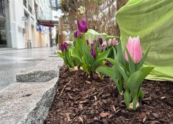 Fruehling In Der Goethe Galerie In Jena 2023 14