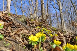 Winterlinge In Jena 2023 03