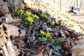 Winterlinge In Jena 2023 04