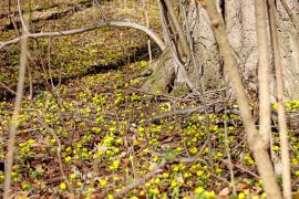 Winterlinge In Jena 2023 07