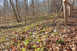 Winterlinge In Jena 2023 08