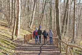 Winterlinge In Jena 2023 11