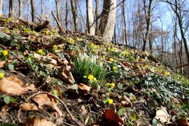 Winterlinge In Jena 2023 13