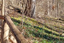 Winterlinge In Jena 2023 16
