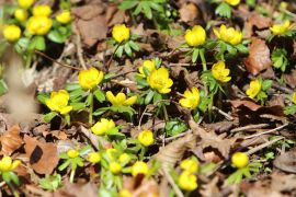 Winterlinge In Jena 2023 19