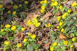 Winterlinge In Jena 2023 21