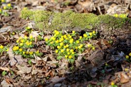 Winterlinge In Jena 2023 24