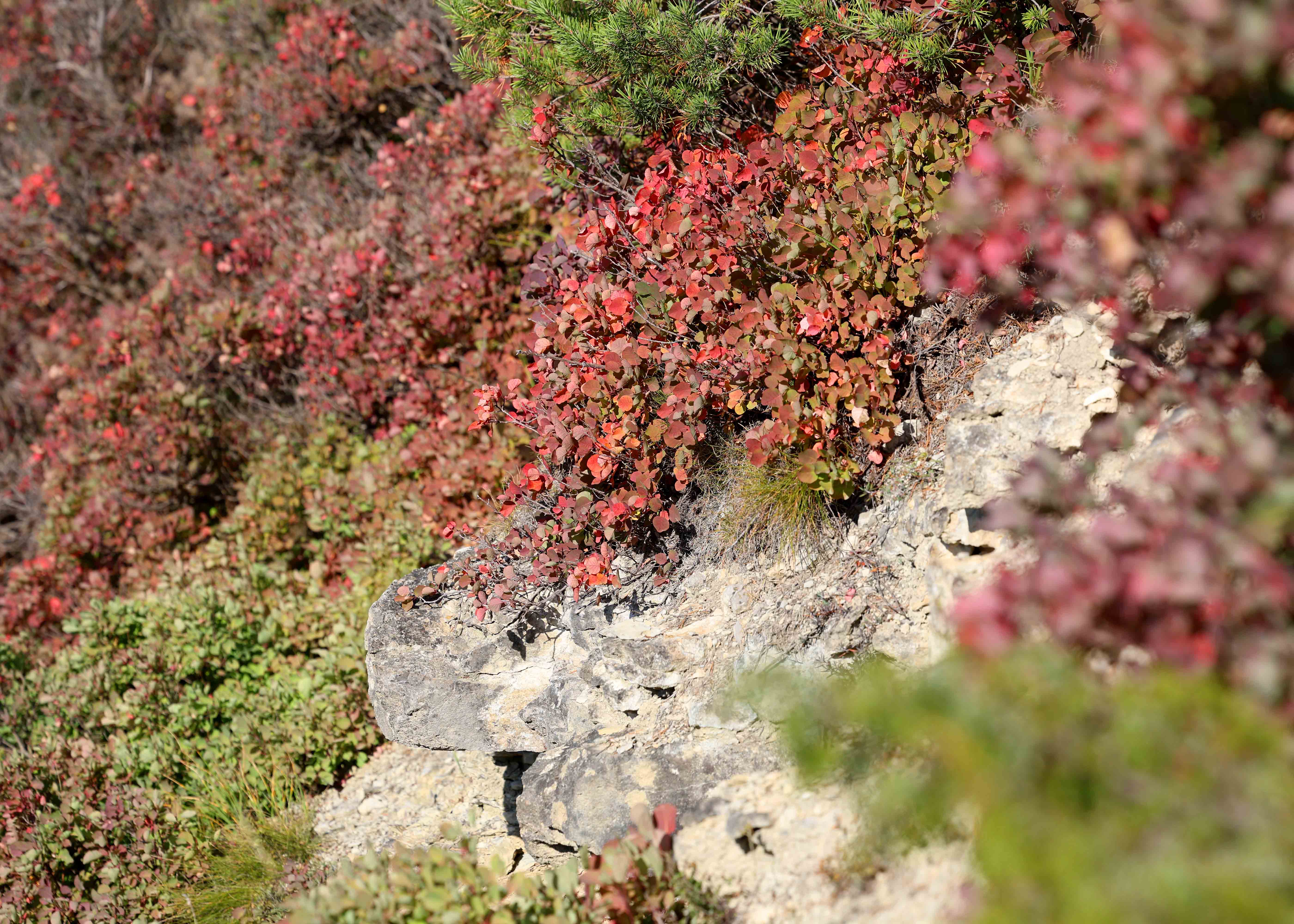 Jenaer Nachrichten Mühltal in Jena Perückensträucher leuchten wieder