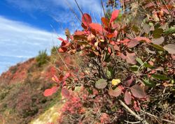 Perueckenstraeucher In Jena 2023 01