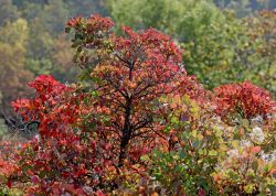 Perueckenstraeucher In Jena 2023 02