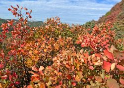 Perueckenstraeucher In Jena 2023 03