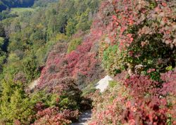 Perueckenstraeucher In Jena 2023 04