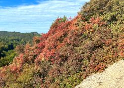 Perueckenstraeucher In Jena 2023 05