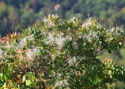 Perueckenstraeucher In Jena 2023 06