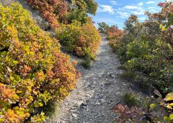 Perueckenstraeucher In Jena 2023 07