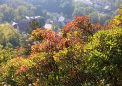 Perueckenstraeucher In Jena 2023 08