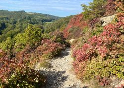 Perueckenstraeucher In Jena 2023 09