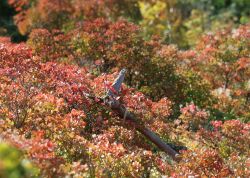 Perueckenstraeucher In Jena 2023 10