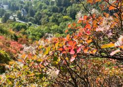 Perueckenstraeucher In Jena 2023 11