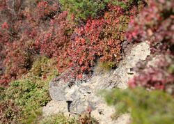 Perueckenstraeucher In Jena 2023 12