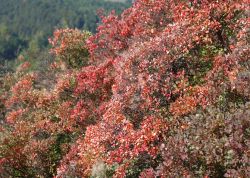 Perueckenstraeucher In Jena 2023 16