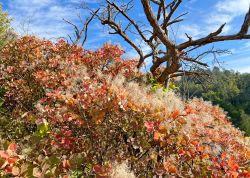 Perueckenstraeucher In Jena 2023 18