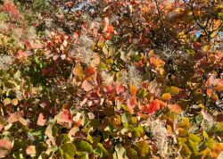 Perueckenstraeucher In Jena 2023 19