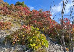 Perueckenstraeucher In Jena 2023 20