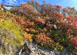 Perueckenstraeucher In Jena 2023 21