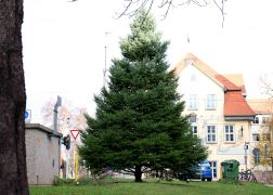 Polizei Eskorte Fuer Jenas Weihnachtsbaeume JN10