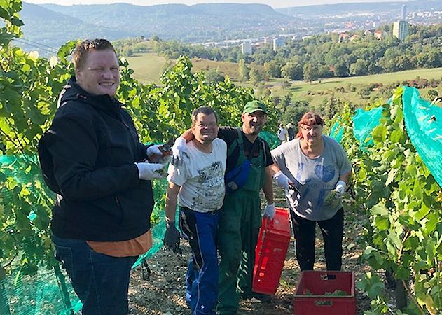 Stolze 2.766 kg Trauben konnten durch die fleißigen Helfer der Lebenshilfe von den Weinstöcken am Käuzchenberg geerntet werden.