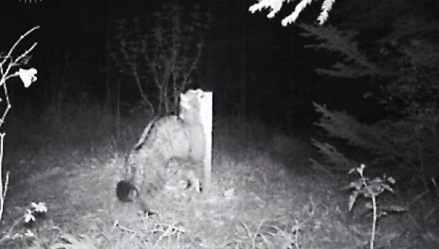 Schon seit längerem schleicht die Wildkatze lautlos durch Thüringens Wälder. Silvester Tamás vom NABU Saale-Holzland-Kreis gelang jetzt der Nachweis im Jenaer Stadtforst.