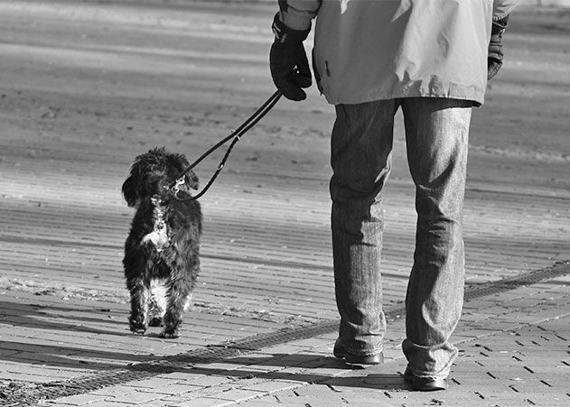 Eine harmlose Gassirunde endete mit einem handfesten Streit unter Hundebesitzern.