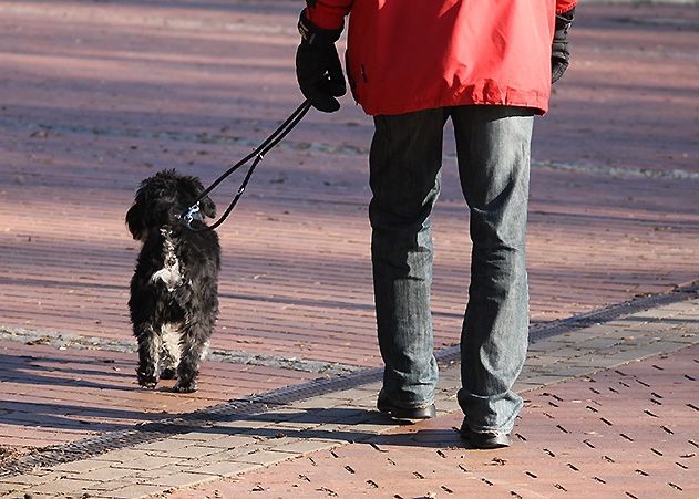 Eine Möglichkeit für Studenten, sich mit wenig Aufwand etwas dazuzuverdienen: Gassi gehen mit Nachbars Hund.