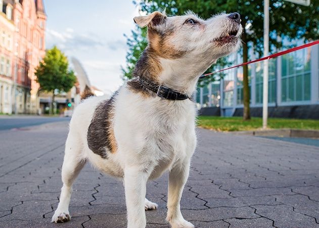 Die Polizei musste am Dienstag ausrücken, weil sich ein Mann und eine Frau um einen Hund stritten.