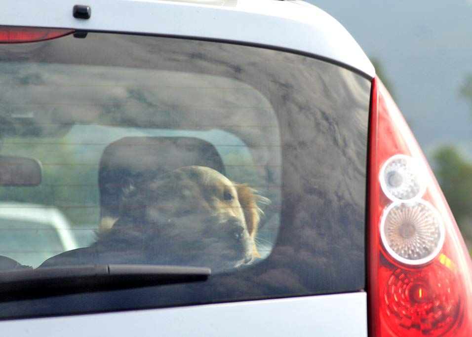 Eine Passantin reagierte am Samstag vorbildlich. Sie sah einen Hund in einem Auto verschlossenen - und rief die Polizei.