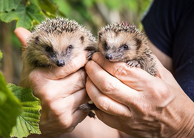 Zwei junge Igel.