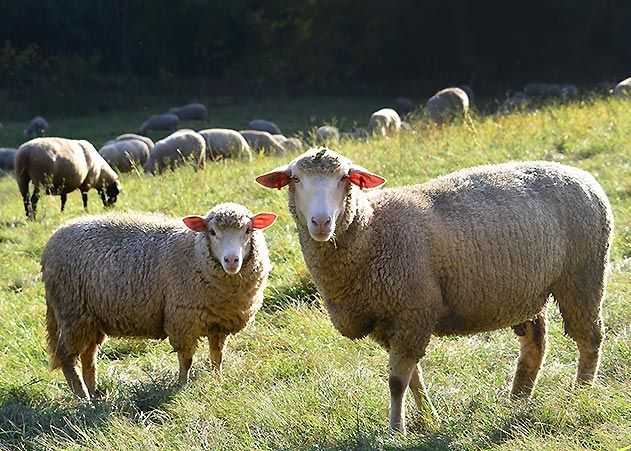 Eine junge Mutter mit Kind wurde bei Orlamünde von Schafen umgestoßen.