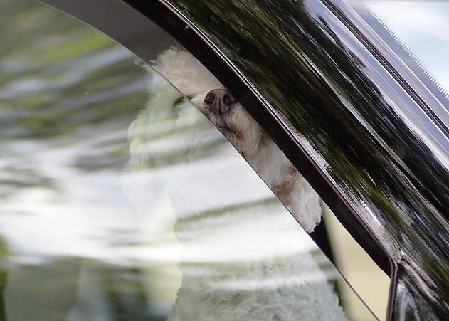Mit jedem Sommer tauchen immer wieder diese grausamen Nachrichten auf: Auch in Jena haben Besitzer von Hunden ihre Tiere bei Hitze im Auto eingeschlossen.