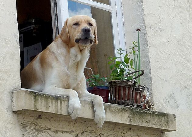 Wenn alles nach Plan läuft, könnte schon Mitte April 2015 die feine Hundedame „Mia“ die ersten „Kunden“ im neuen Etablissement in Jena-Nord empfangen.