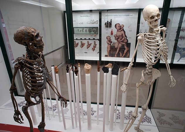 Blick in den neuen Anthropogenesesaal des Phyletischen Museums der Universität Jena.