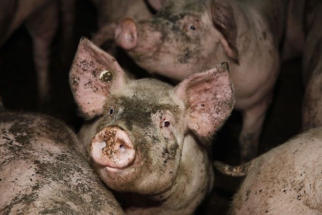 Immer wieder wird in Schweinemastanlagen gegen das Tierschutzgesetz verstoßen. Aktuell wird gegen Mastebetriebe in Schöngleina und Wetzdorf ermittelt.