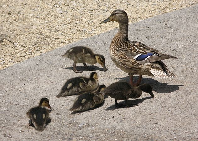 Der Spaziergang einer Entenfamilie auf der B7 bei Hainspitz löste einen Auffahrunfall aus.